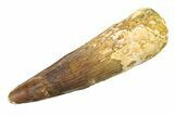 Fossil Spinosaurus Tooth - Restored Tip #340444-1